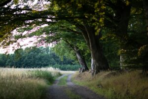 A serene path through lush green forest and grass fields under a summer sky.