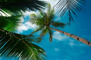Low angle view of lush palm trees under a vibrant blue sky in Caraga, Philippines, capturing summer vibes.